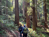 Picture of Wonder and Wellness in the Redwoods