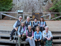 Picture of Wonder and Wellness in the Redwoods