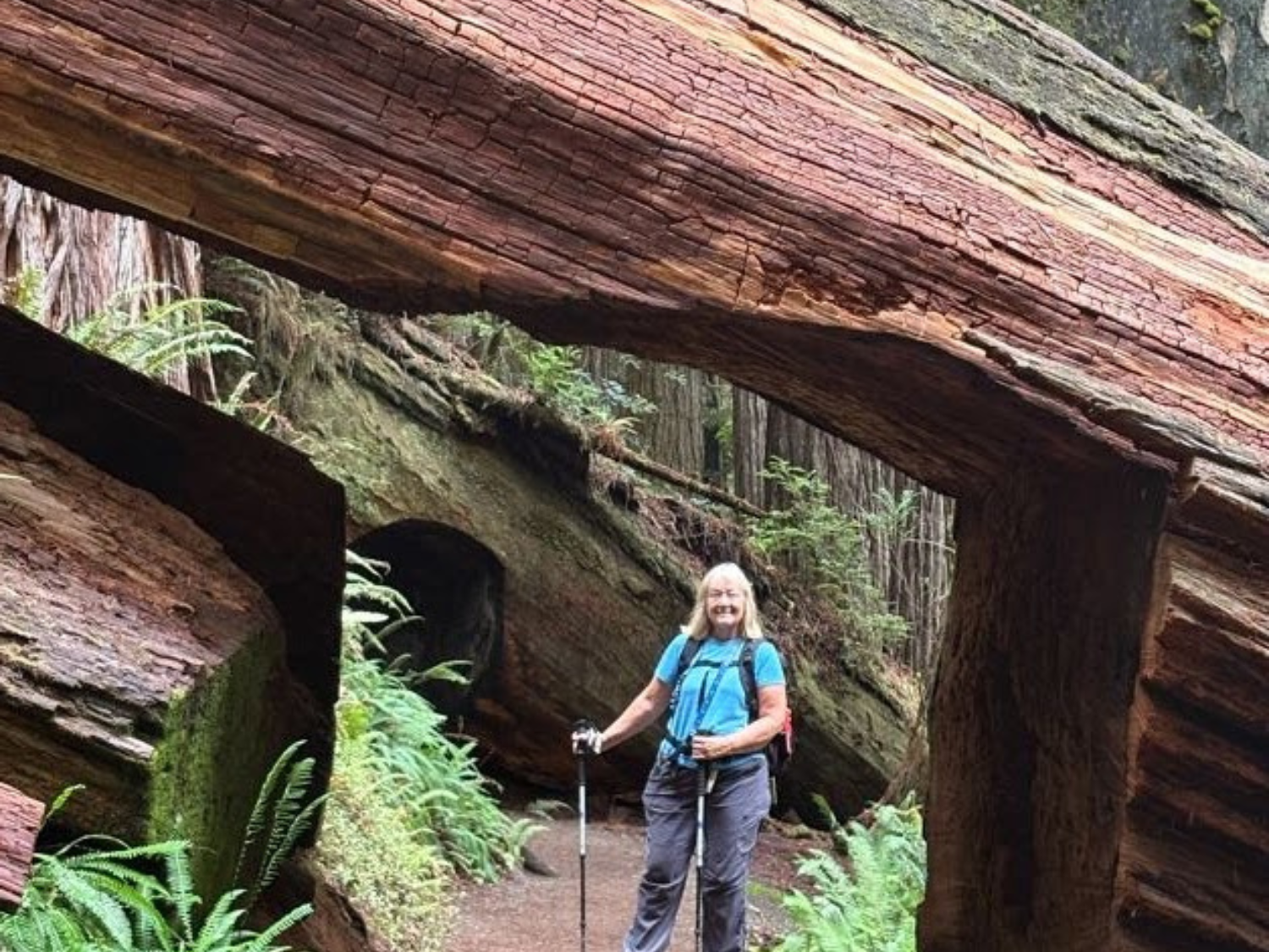 Picture of Wonder and Wellness in the Redwoods
