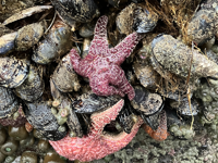 Picture of Wonder and Wellness in the Redwoods