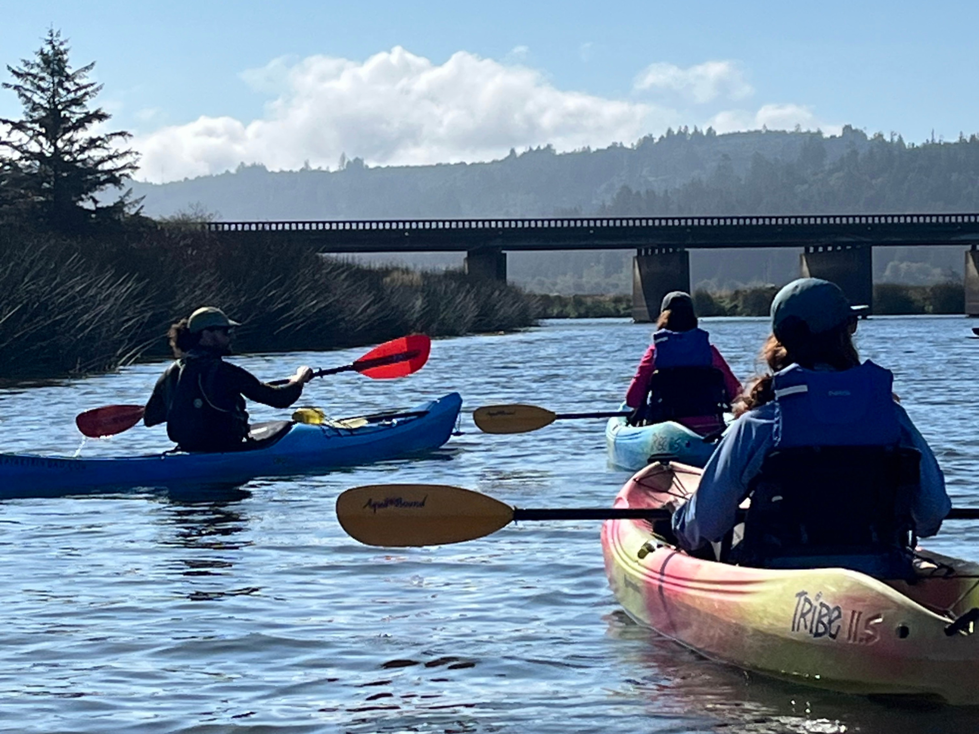 Picture of Wonder and Wellness in the Redwoods
