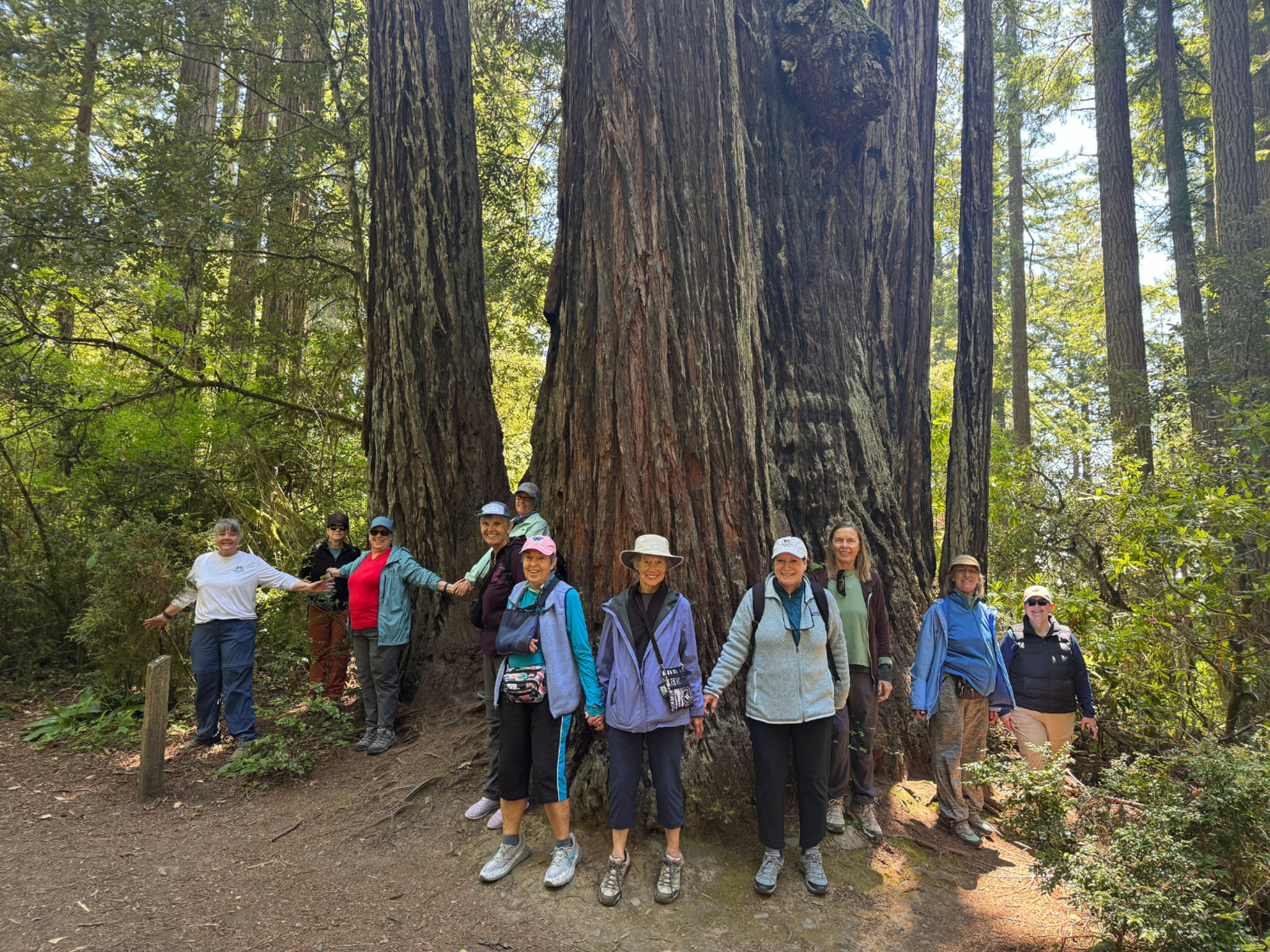 Picture of Wonder and Wellness in the Redwoods