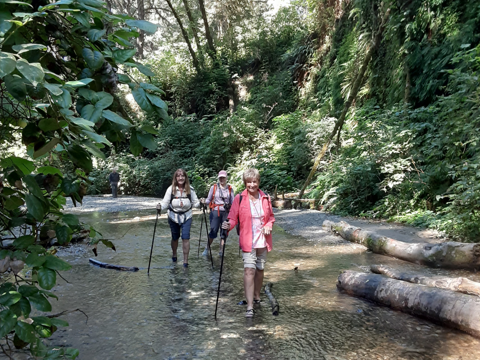 Picture of Wonder and Wellness in the Redwoods